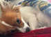 (Jupiter) Jupi