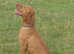 Kc registered Hungarian vizslas
