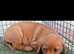 Labrador puppys