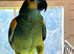 Stunning young blue fronted Amazon parrot