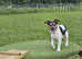 3 year old Jack Russell boy for Sale