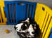 Kc registered English springer spaniel pups