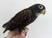 Tame young White Capped Pionus & Handreared Bronze Wing!!!