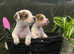 PEDIGREE jack Russell girls for sale