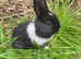 Netherland dwarf cross Dutch