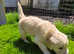 Kc registered Golden Retriever  puppies cornwall