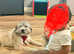 Kids Family Dog
