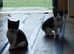 3 kittens for sale ready to go this weekend