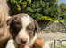Beautiful border collie puppies