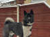American Akita