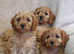 FULLY Vaccinated Cavapoo puppies - READY NOW!