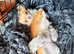 Lilac long haired chihuahua puppies