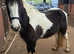 Coloured Filly 3yrs