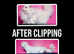 SHORT LEG White Blue Eyes Persian Minuet Munchkin