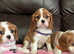 Cavalier King Charles puppies