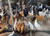 Hybrid Garden Hens - Point-of-Lay and Ready Now
