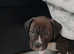 Cane corso x American bulldog