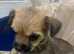 Beautiful Chirkie puppies for sale