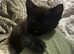 Black cat