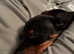8 month old kc dachshund
