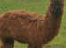 lovely  dark brown weaned Male Alpaca ready now.