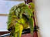 Stunning baby Indian ringnick parrot