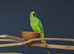 Baby Green Ring necks,17