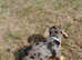 Stunning silver dapple miniature dachshunds