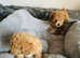 Maltipoo puppy's ready new home
