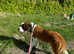 Saint Bernard Girl for sale