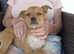 Ellie 4 months very Small breed waiting to love somebody new sweet little girl full of character