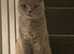 Lilac Female Scottish fold cat