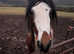 Rolo 12hh gelding