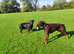 Male Doberman available for Stud Services