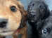 Adorable Cocker Spaniel puppies for sale