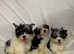 Adorable Biewer Terrier for allergic people