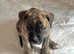 Ready to leave reverse black brindle American bulldog x cane corso puppy