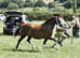 Welsh section c filly