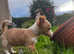 2 x fluffy jack russell cross pups