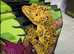 Crested Gecko (Super Dalmatian)