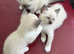 Three super cute snowshoe kittens