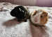 Adorable pair of baby boar guinea pigs