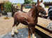 Flashy mini cob colt