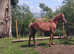FLASHY FILLY 1year old