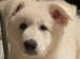 Pups available from fully health tested parents Kc registered