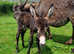 Registered Jenny Donkey