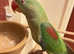 Stunning young alexandrine parrot