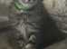 Full breed Mainecoon kittens boys and girls ready on 25th may
