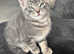 Mixed bengal kitten 17 weeks old