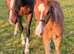 (Hemmingway x rhodium x Vincent filly